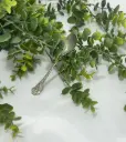 Fleur de Courgette
